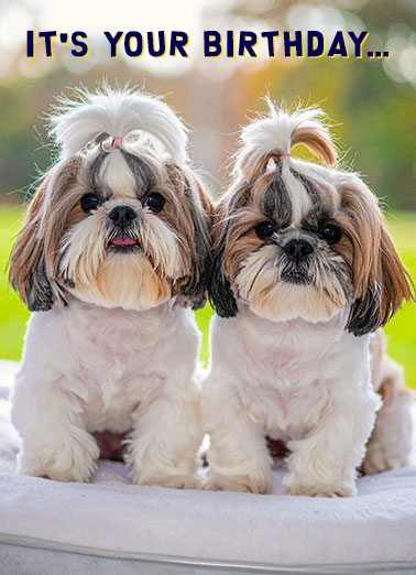 Two Shihtz Funny  Card   And unlike most, I give Two Shihtz!